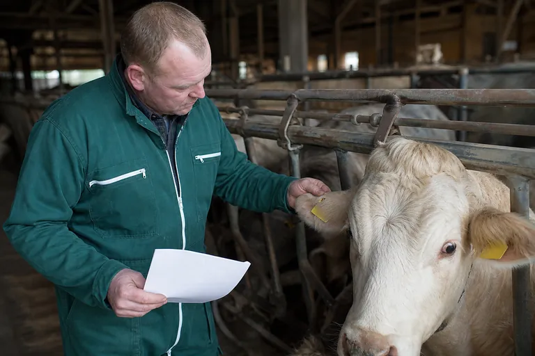 Landwirt prüft Ohrmarke und Begleitpapier bei einem Rinderzugang